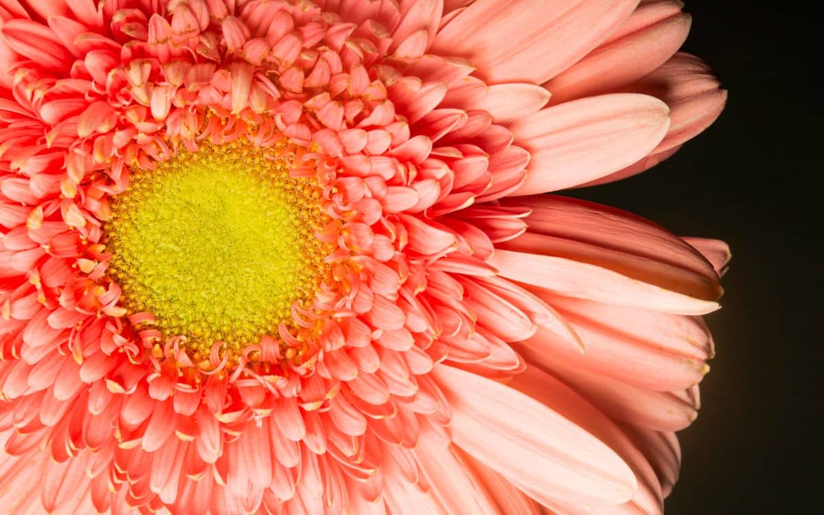 Jardim com crisântemos em flor