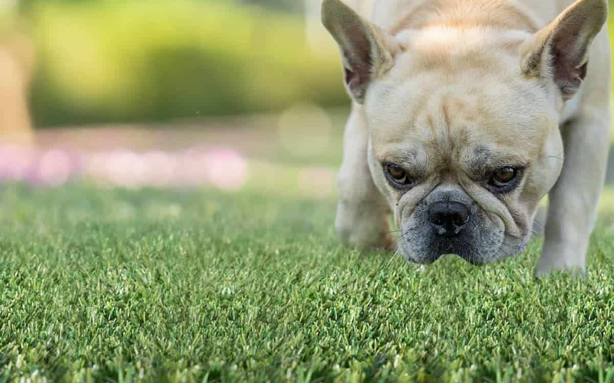 Guia completo para limpeza e manutenção da relva artificial