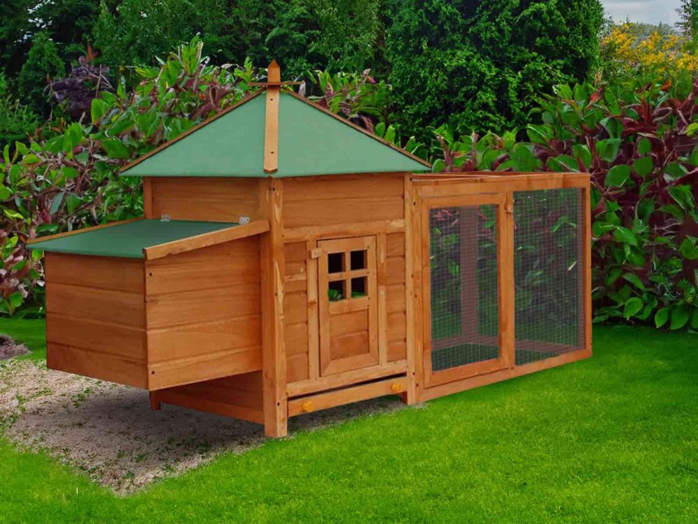 Como ter um galinheiro em casa e criar as tuas próprias galinhas Orientação ótima do galinheiro no jardim