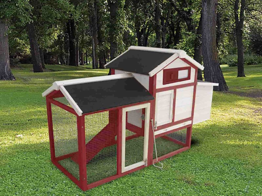 Como ter um galinheiro em casa e criar as tuas próprias galinhas Galinheiro instalado em jardim doméstico com galinhas