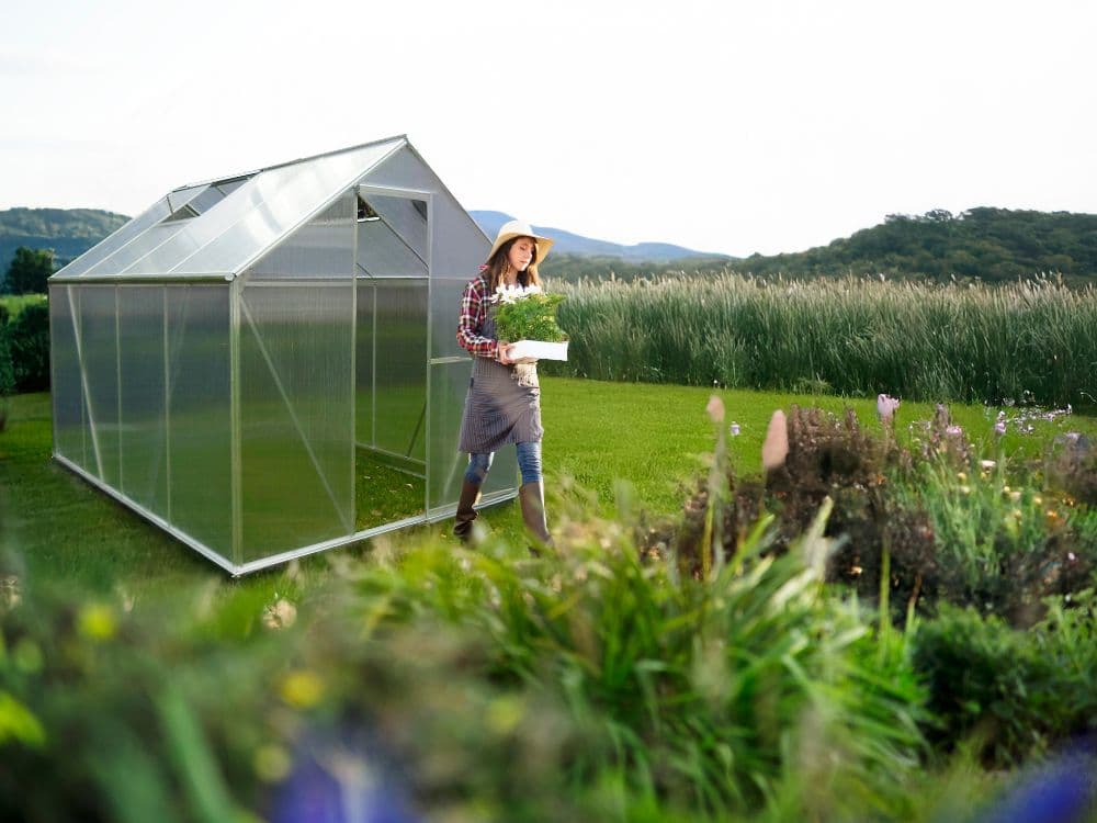 Flores fáceis de cultivar que vão encher o teu jardim de cor plantas com flor fáceis de cuidar